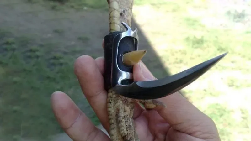 Cách Lên Cựa Gà