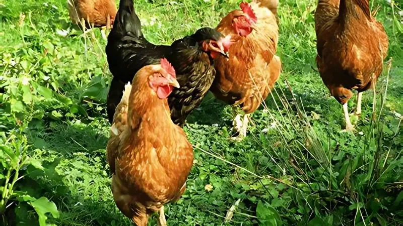 Thuốc Tẩy Giun Cho Gà