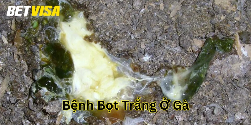 Bệnh Bọt Trắng Ở Gà là gì?
